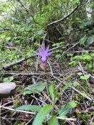 One of only 3 Calypso orchids seen